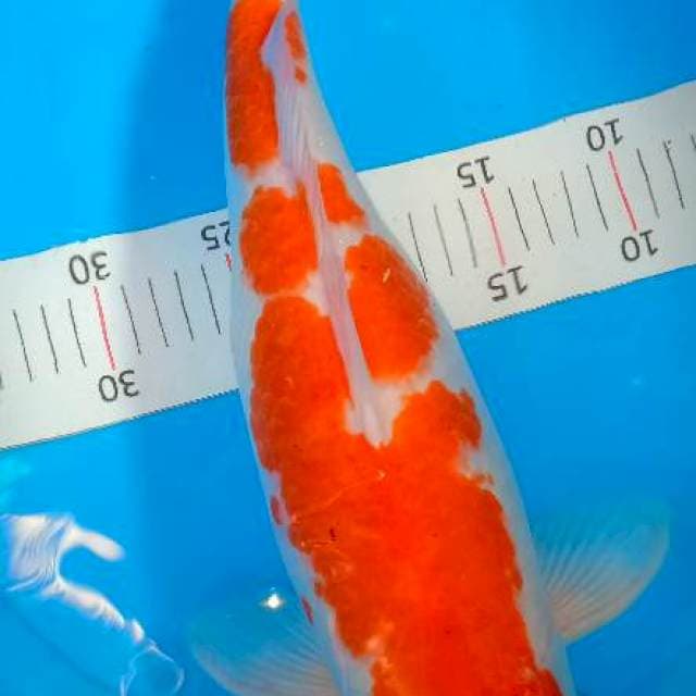 Indukan 44cm