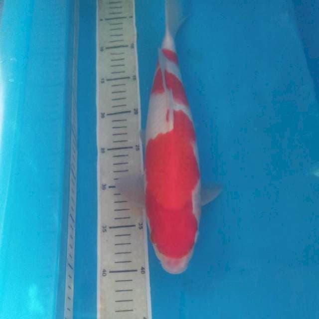 Kohaku 37 cm Jantan