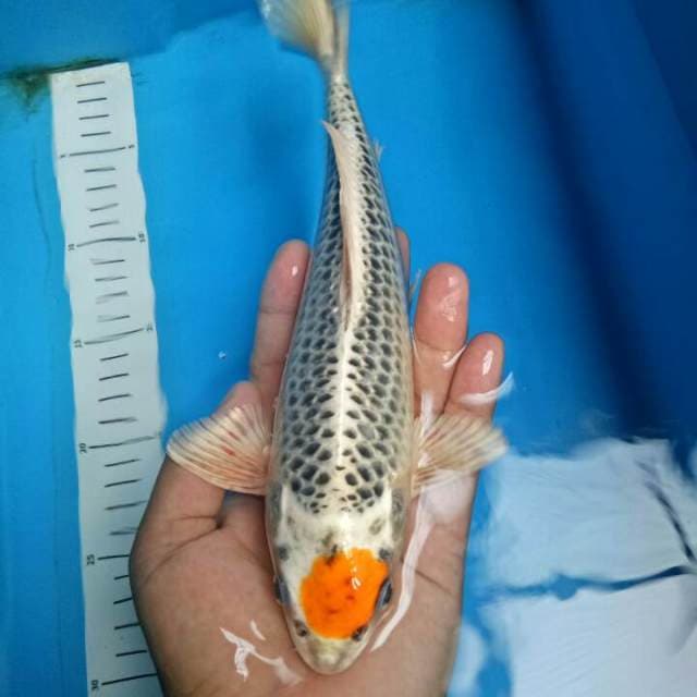 Original Kopral 26 cm