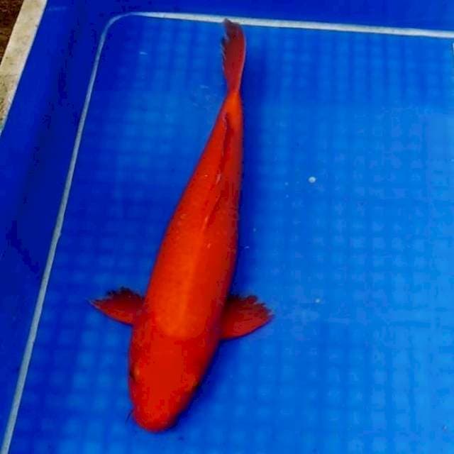 RED AKAHAJIRO