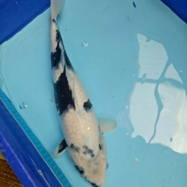 F1 TATEGOI 41 CM