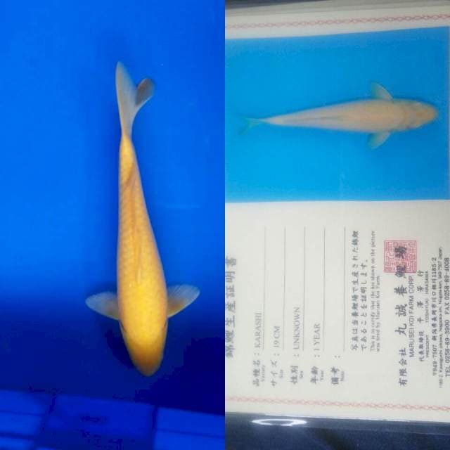 Karashi import marusei
