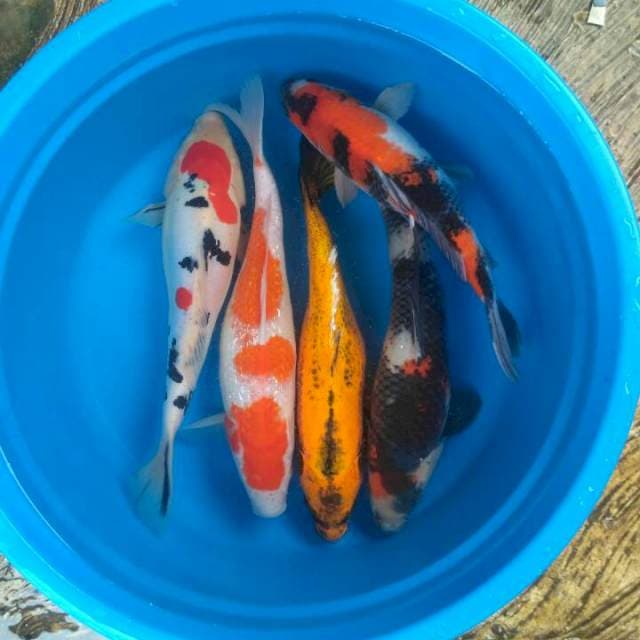 Mix koi
