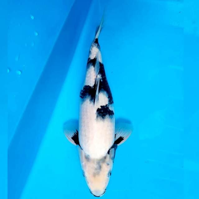 F1 shiro
