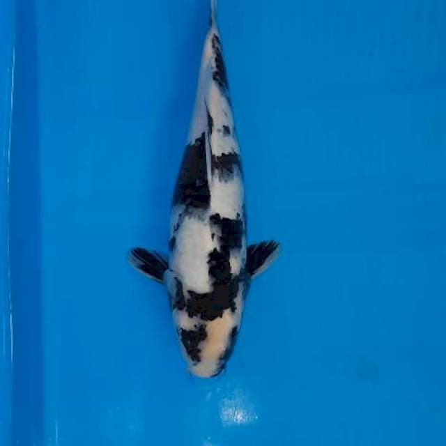 Shiro