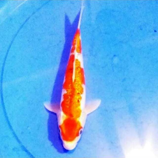 Goshiki ginrin 28 cm