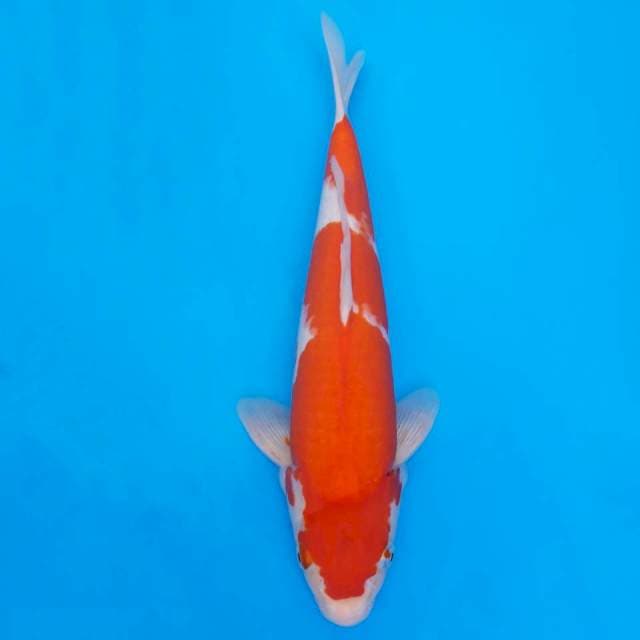 Okawa kohaku 37cm non serti