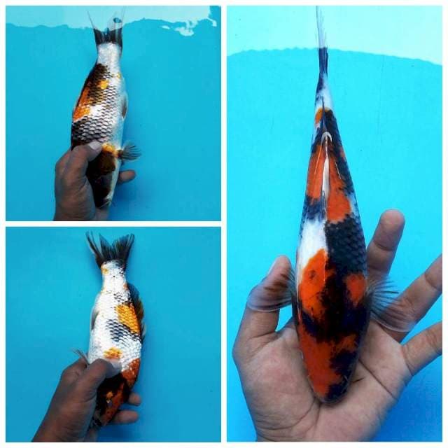 1. Showa Sansoku || 26 cm