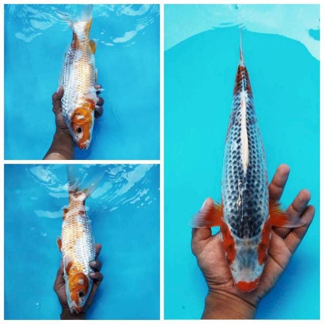 2. Big Asagi || 36 cm