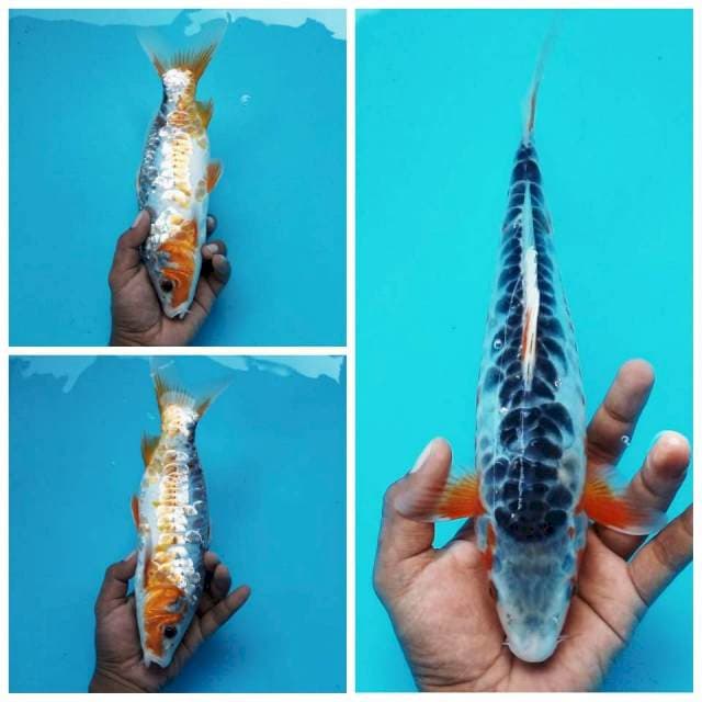 5. Shusui Medium || 30 cm