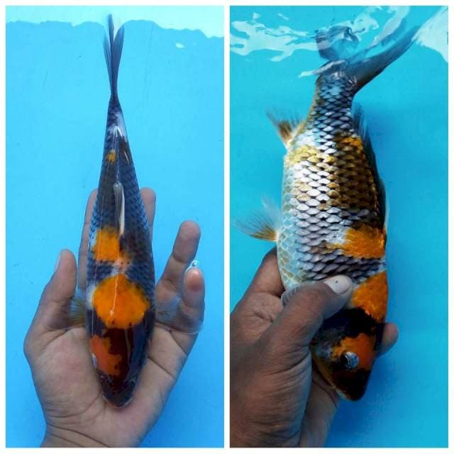6. Ki Showa || 27 cm