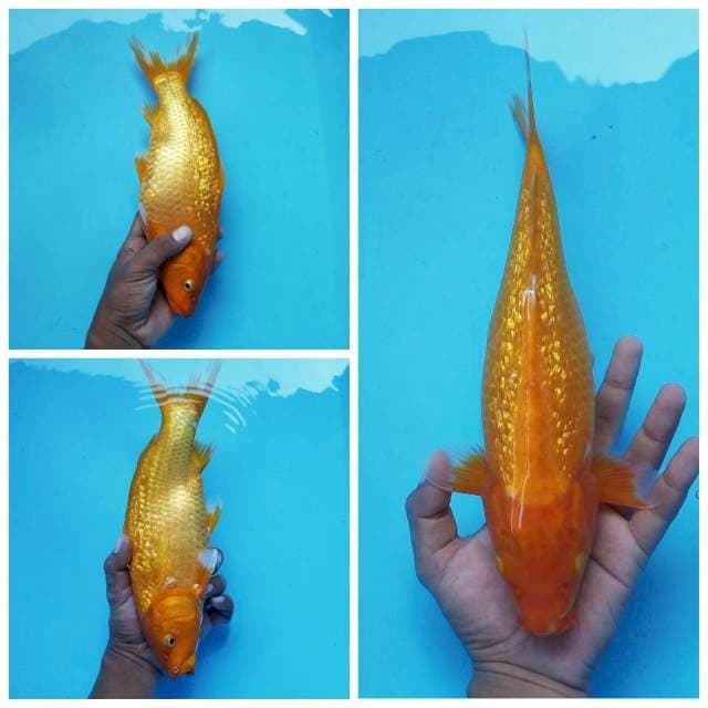 9. Karashi Ginrin || 32 cm