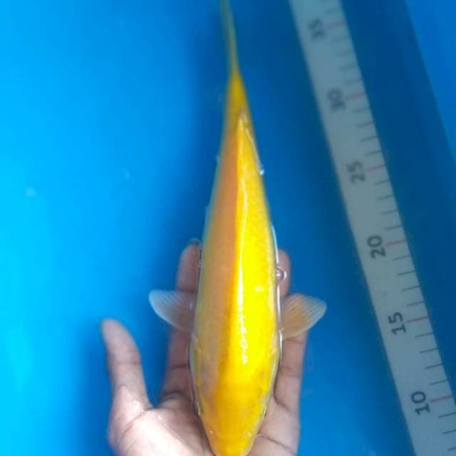 Karasi#2