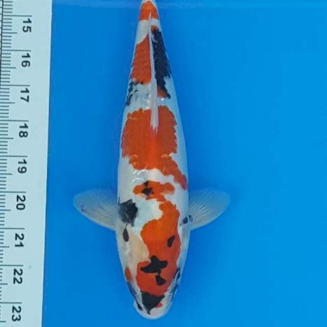 KINDAI SHOWA 40CM