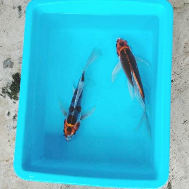 NJK - KUMPAY