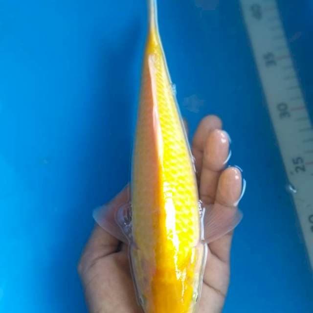 Karasi#5