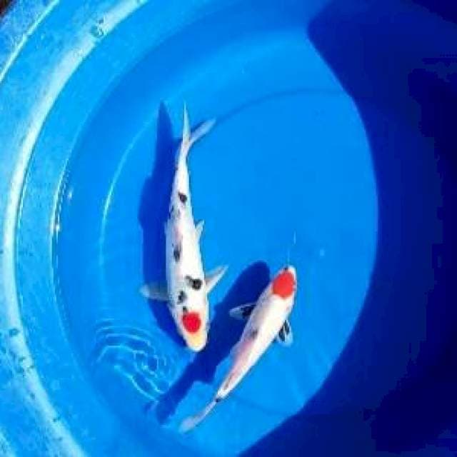 tancho showa 2ekor 19cm & 25cm