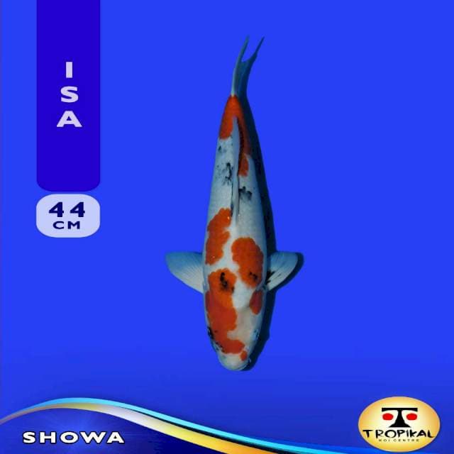 Showa (Isa) 44cm Male. Import & Sertifikat