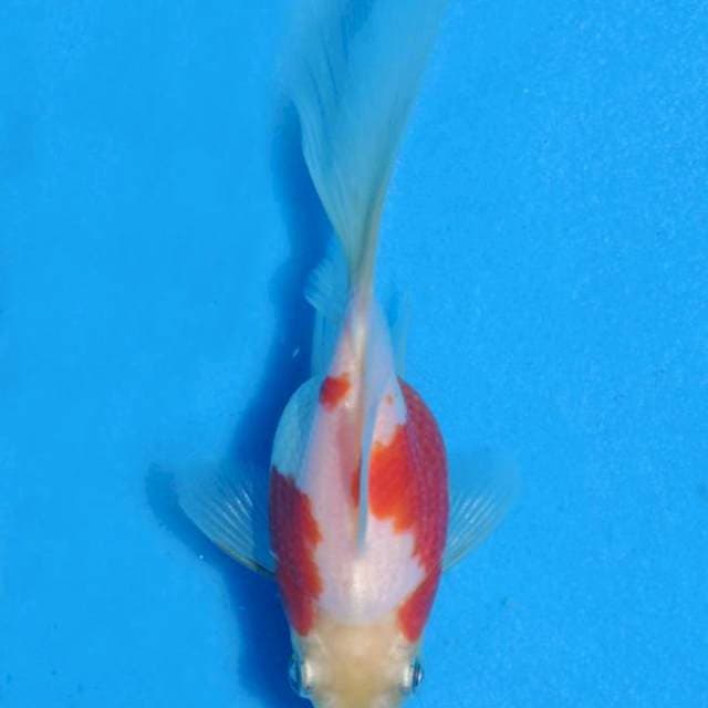 Tamasaba (Marushin) 12cm. Import & Sertifikat