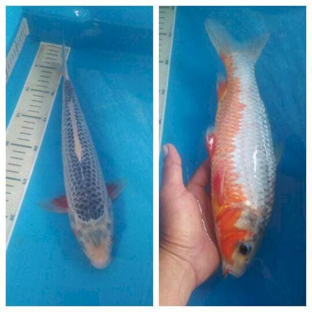 Asagi 33 cm