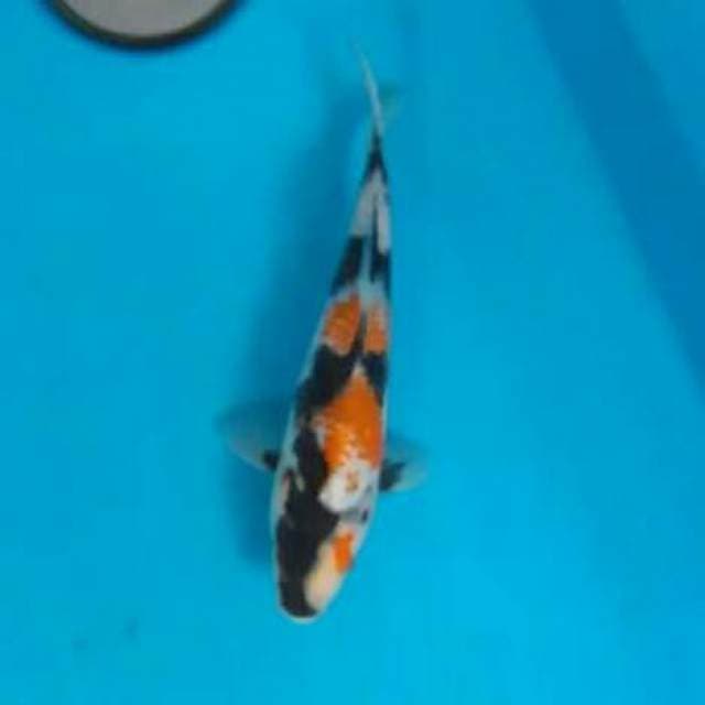 Showa kanoko