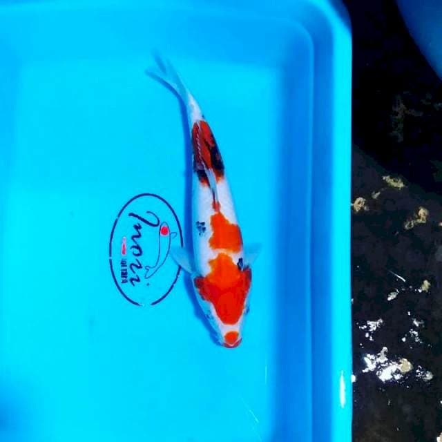 Sanke 26cm