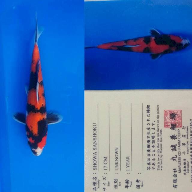 Showa import marusei