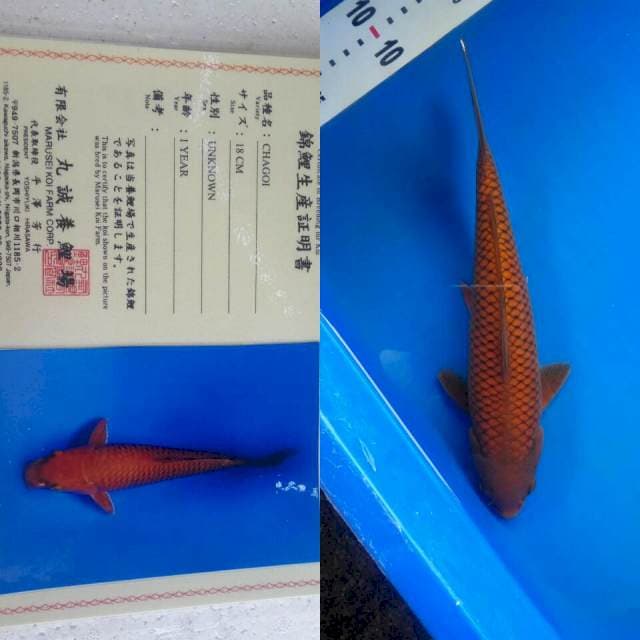 Chagoi import marusei