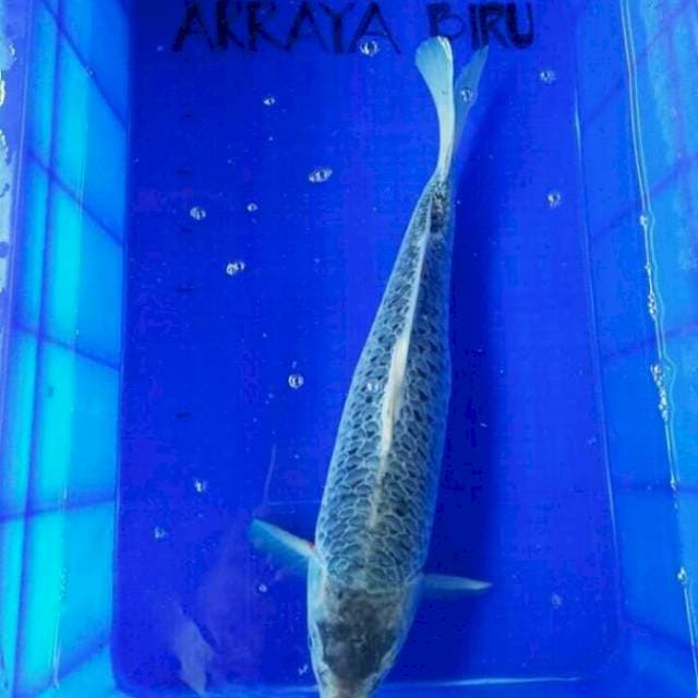 Asagi 50 cm