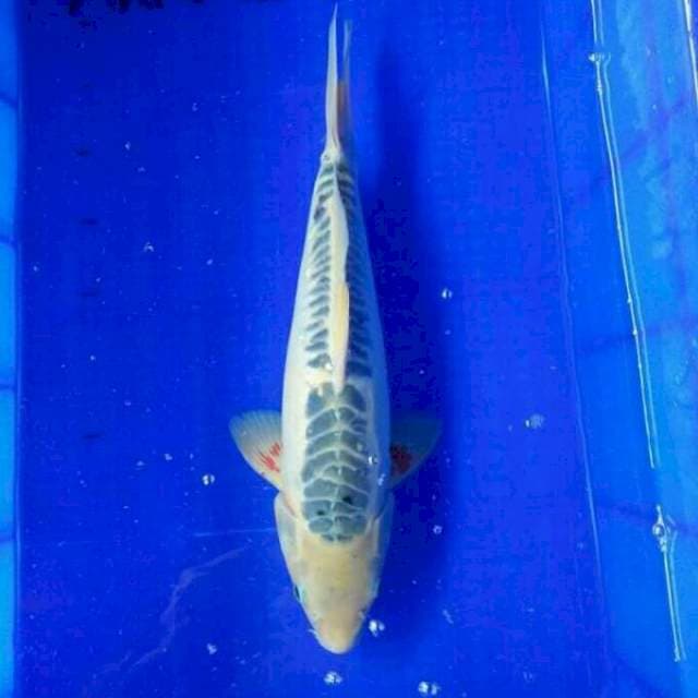 Shusui 40 cm