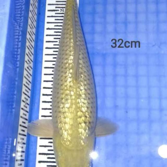 Midori ginrin 32 cm
