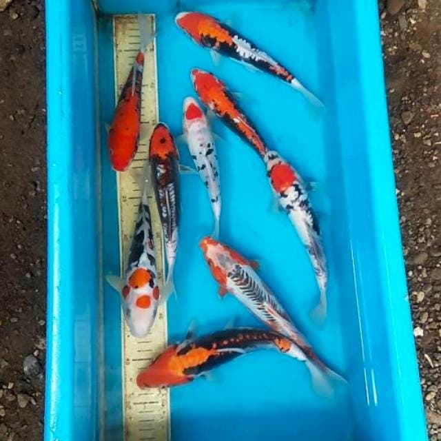 mix rata " 23/24cm