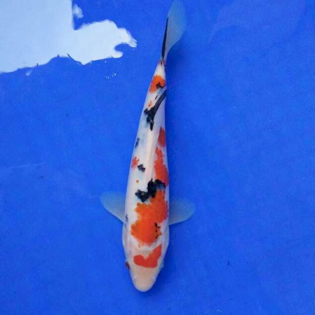sanke 22cm