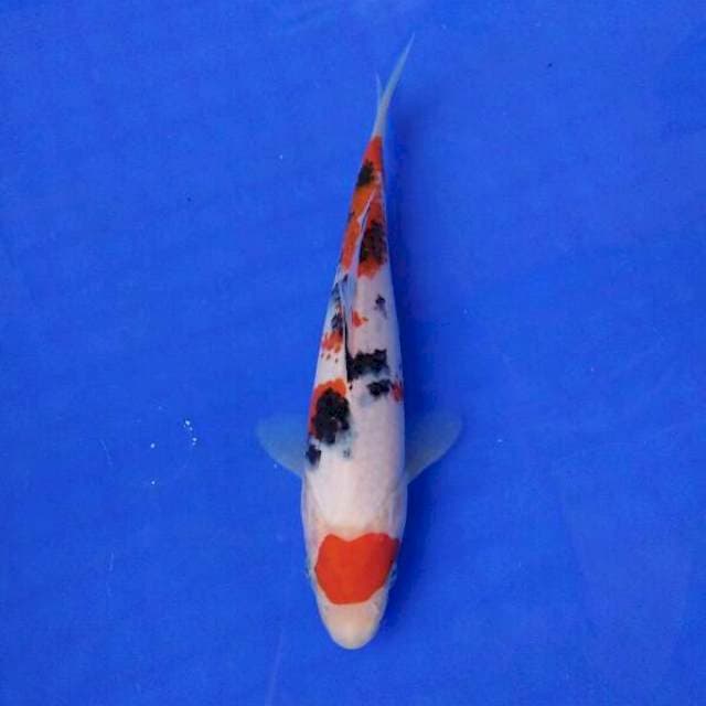 MAROTEN sanke 20cm