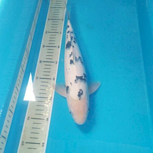 Bekko 35 cm