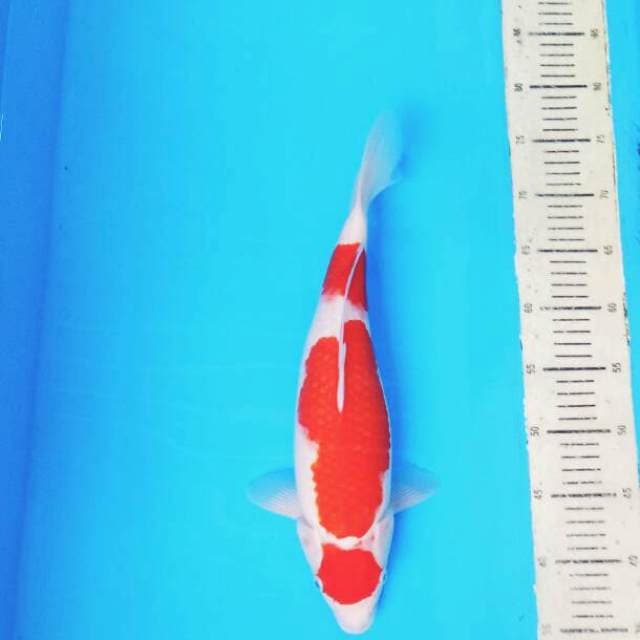 Kohaku 3