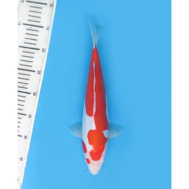 Kohaku Doitsu Mulus, 32cm