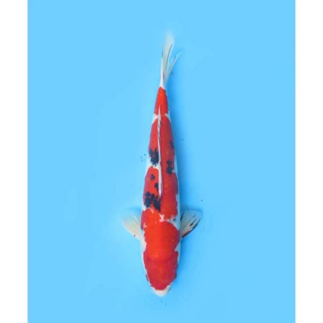 Red Sanke, 40cm