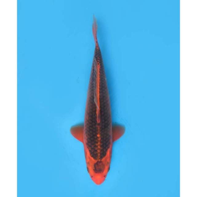 Maruten Matsuba Antik , 35cm