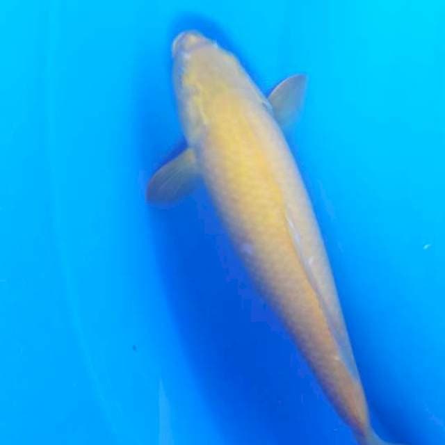 Karasi