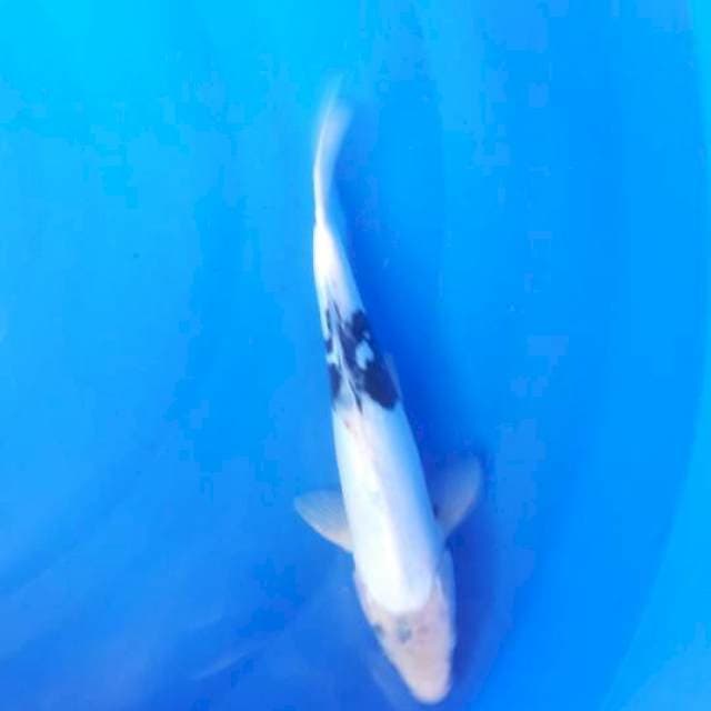 Siro