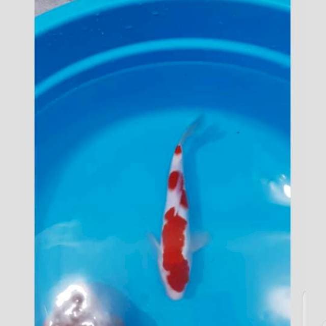kohaku super show quality bisa cod jakarta/transfer luar kota