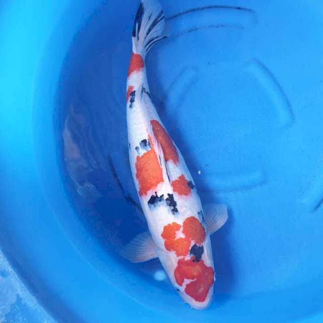 Sanke female 60 cm tepat ori kepala nunug dikit