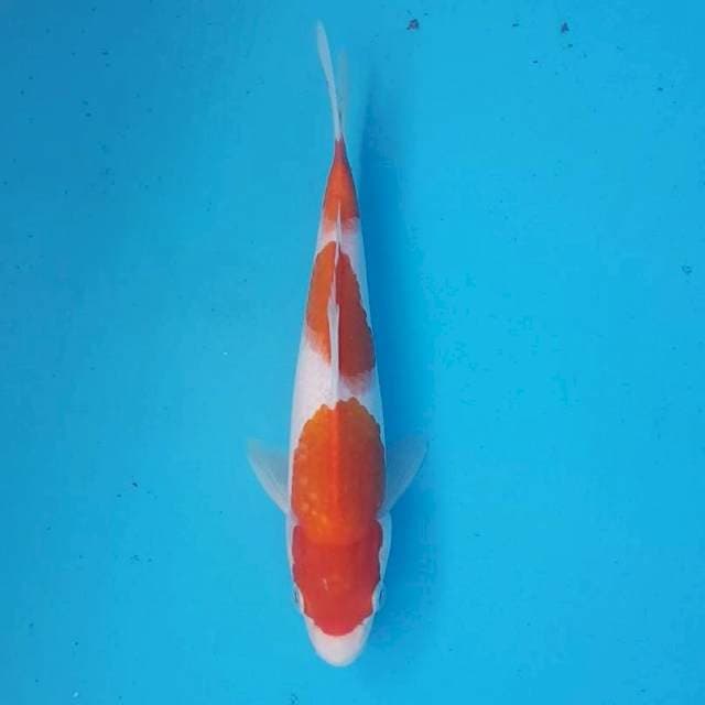 KOHAKU 3 STEP ORIGINAL