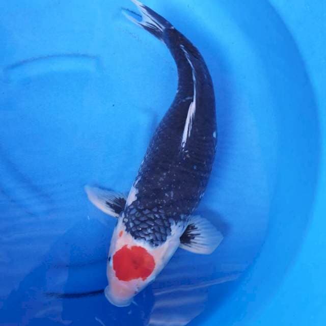 Tancho ori Matsukawabake 50 cm gendong telur