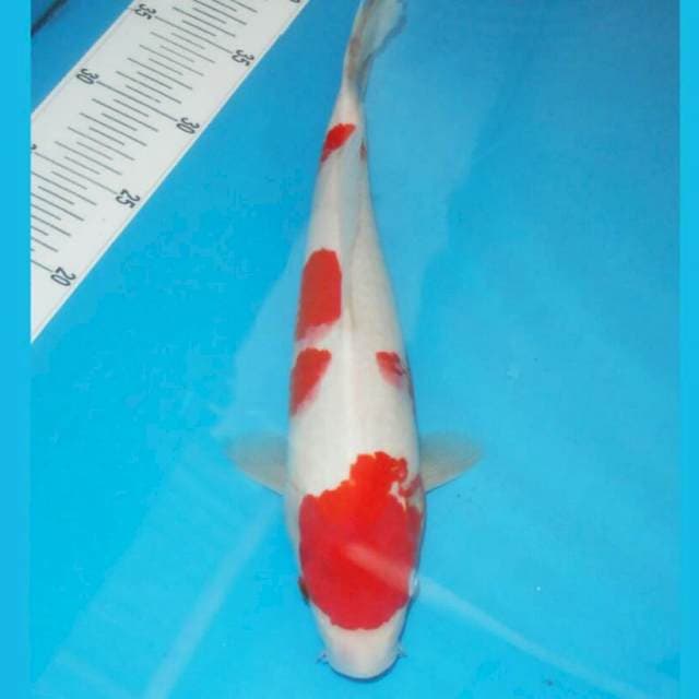 Kohaku HQ 30cm