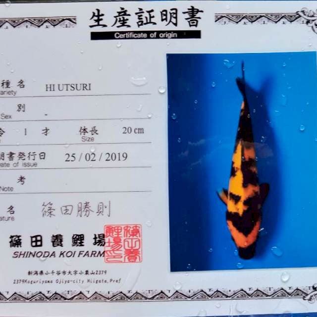 Hi utsuri import serty
