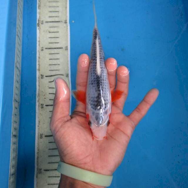 Hana18cm