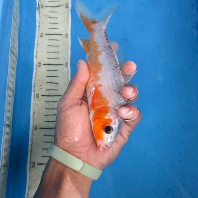 Hana18cm