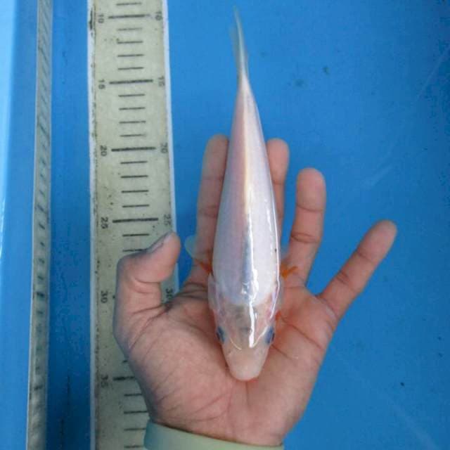 Hana18cm